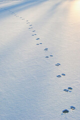 traces of animals on white snow