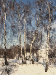 winter landscape with birches standing on the snow, against the blue sky