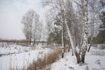 Winter landscape with birch trees standing in the snow