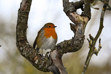 robin perched on a branch