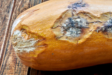 A moldy ugly pumpkin with rotten spots on the sides. Selective focus. Close-up.