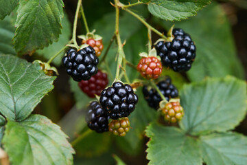 Black raspberry (Rubus occidentalis) - wild growing berries ripening near the forest, closeup