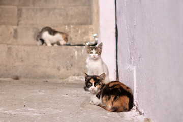 路地裏の猫さんたち