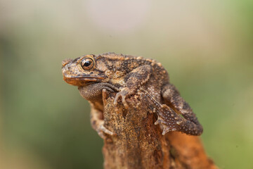 The Swamp Frog with The Rough Skin