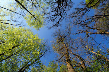 Baumkronen im Frühling