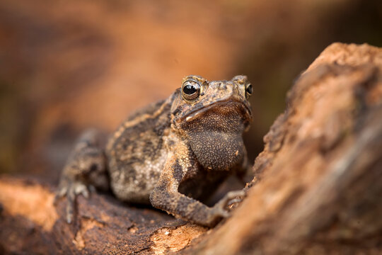 The Swamp Frog with The Rough Skin