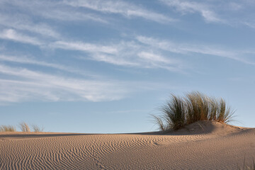 Ammophila arenaria grass at sand dune against blue sky with Cirrus clouds © Casther