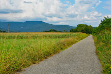 Fototapeta na wymiar An unmarked cycle lane in rural Friuli-Venezia Giulia, north east Italy, near Cividale del Friuli. A field of corn can be seen on the left 