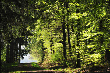 Fototapeta na wymiar Waldweg im Nationalpark Hunsrück-Hochwald