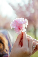 A closeup of a girls hand holding a beautiful pink flower on a spring sunny day