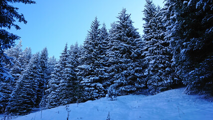 Fototapeta premium The Christmas trees are completely covered with snow. Snow fairy tale in the mountains. Clouds, sun and blue sky. Snow on the mountains and in the forest. Coniferous trees in the snow.