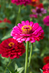 Close up of zinnia flower blooming in the orchard