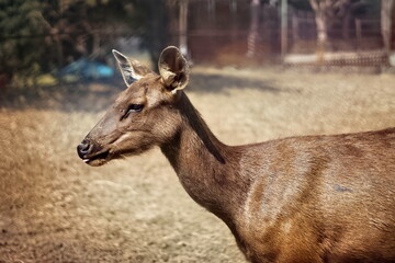 A special species of deer is standing in the field