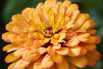 Close up of zinnia flower blooming in the orchard
