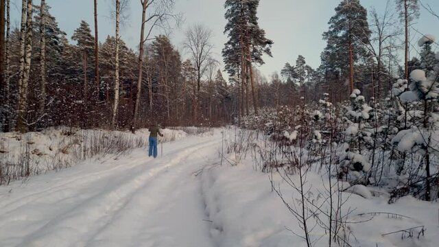 Woman Skiing Cross Country on a snowy trail among spruce trees in forest, snowing. 