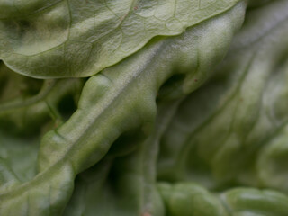 Fototapeta premium Textured background of organic lettuce close up