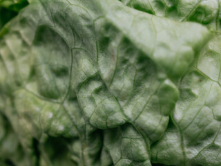 Textured background of  organic lettuce close up