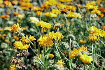 beautiful blooming yellow and orange flowers in the field