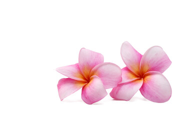 Plumeria flowers isolated on white background