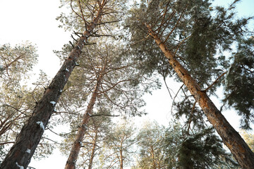 Beautiful view on sky through coniferous tree branches