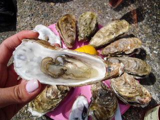 seafood. fresh sea oysters on a platter and sea view