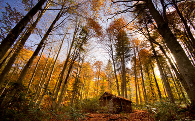 From Turkey, Artvin, Borcka, Forest hut, Shack, tiny house, 