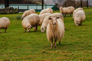 Obraz premium Group of sheep grazing in a field of green grass