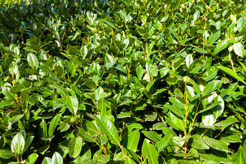 Bushes in the park. Close up of hedges.