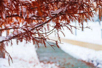 Red leaves on a background of snow.