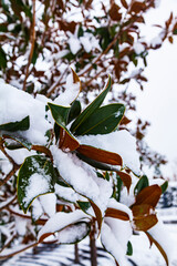 Magnolia leaves in the snow.