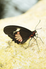 Black butterfly with red spots