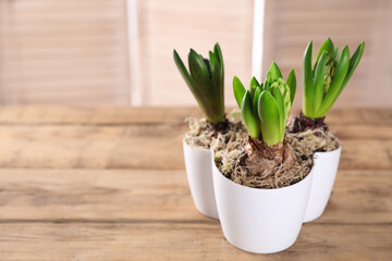 Potted hyacinth plants on wooden table. Space for text