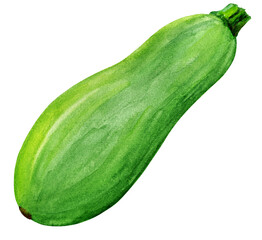 White zucchini isolated on white background. Fresh autumn watercolor vegetable