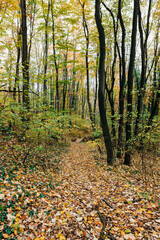 View of the forest in autumn