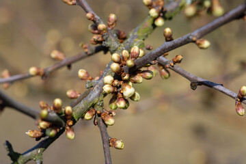 Frühling in der Natur: Viele kleine frische Knospen an einem Obstbaum (Makro / Details)