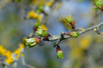 Saftige grüne Triebe / Knospen im Frühling in der Natur ein einem Zweig - freigestellt