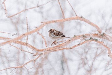 Bird on a branch in winter