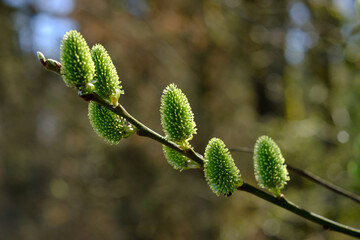 Grüne frische Weidenkätchen / Knospen an einem Zweig (Nahaufnahme, freigestellt vor einem natürlichen Hintergrund)