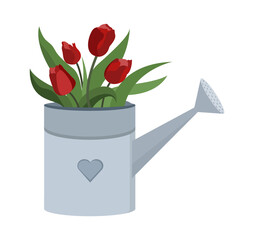 Bouquet of red tulips flowers in garden watering can. Spring illustration for your design and greetings, postcards card for your loved ones.