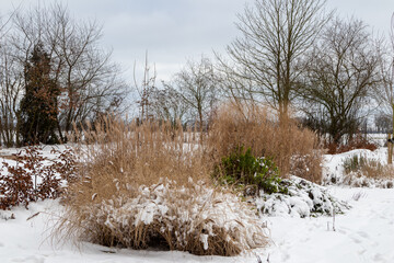 Ornamental grasses in winter garden snow
