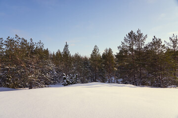 Winter forest on a frosty sunny day with blue sky in the background.