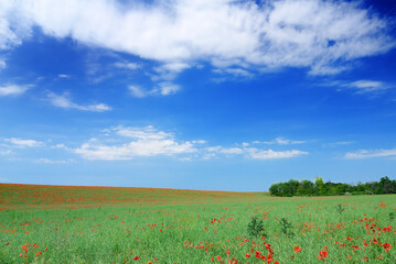 Fototapeta na wymiar Idyllic view, small red poppies on green field