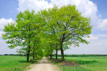 Trees next to a rural road running among green fields