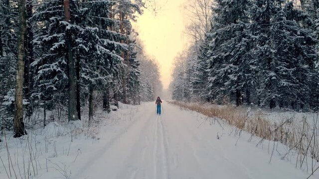 Woman Skiing Cross Country on a snowy trail among spruce trees in forest, snowing. 