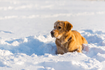 Lovely golden retriever playful in the snow at evening in the park.