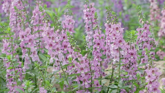 Ангелония Серена Purple