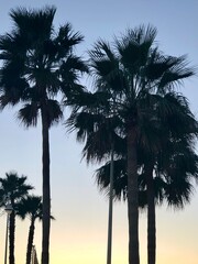 palmeras recortadas en el cielo