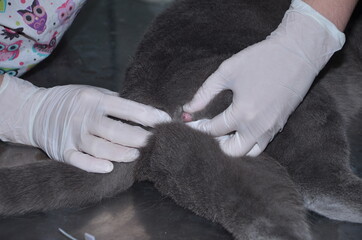 a veterinarian performs catheterization of the bladder of a cat with urolithiasis