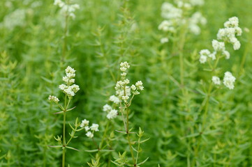 Closeup Galium boreale known as northern bedstraw with blurred background in summer garden