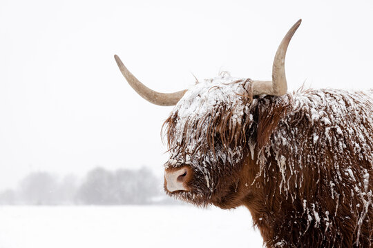 Scottish highland cow in the snow